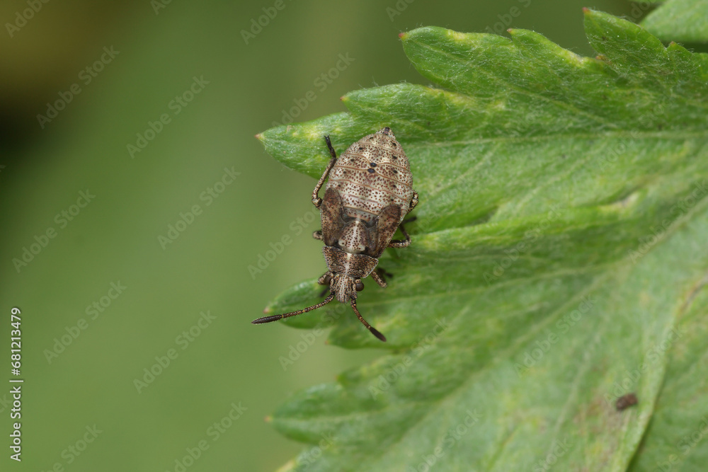 Closeup on the instar , nymph of a Rhopalid bug, Stictopleurus punctatonervosus, on a green leaf Closeup on the instar , nymph of a Rhopalid bug, Stictopleurus punctatonervosus, on a green leaf