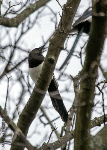 Eurasian Magpie (Pica pica) spotted outdoors