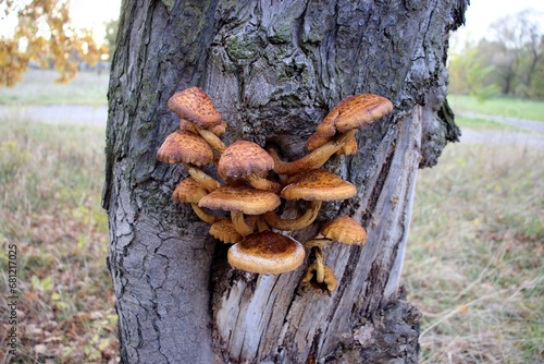 the edible mushroom in the forest