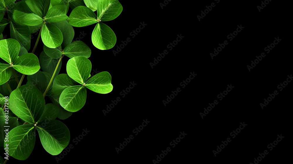 Green clover leaves on a black background. St.Patrick 's Day. Green clover leaves on a black background. St.Patrick 's Day.