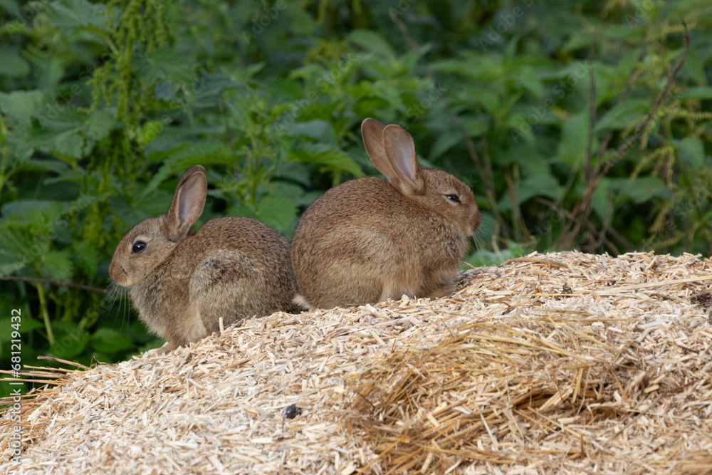 Fototapeta premium sunning buns