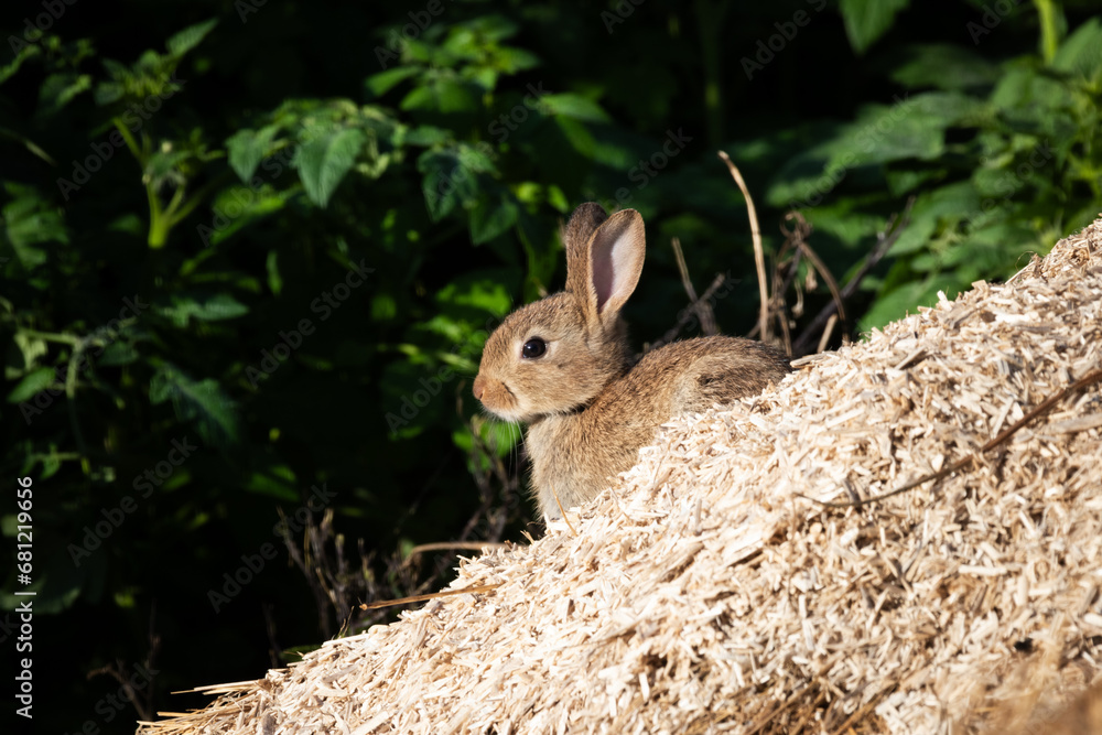 Fototapeta premium sunning buns