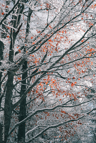 Beautiful contrast and mixture of two seasons. © Ibrahim