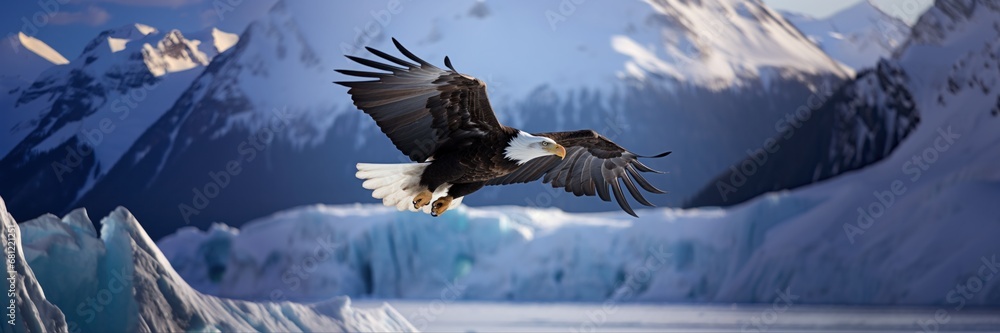 Bald eagle flying in icy glacier mountains Bald eagle flying in icy glacier mountains