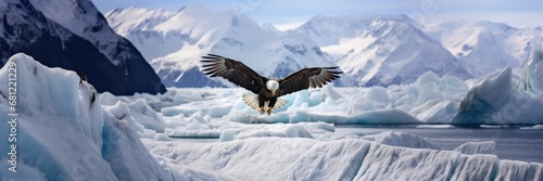 Bald eagle flying in icy glacier mountains