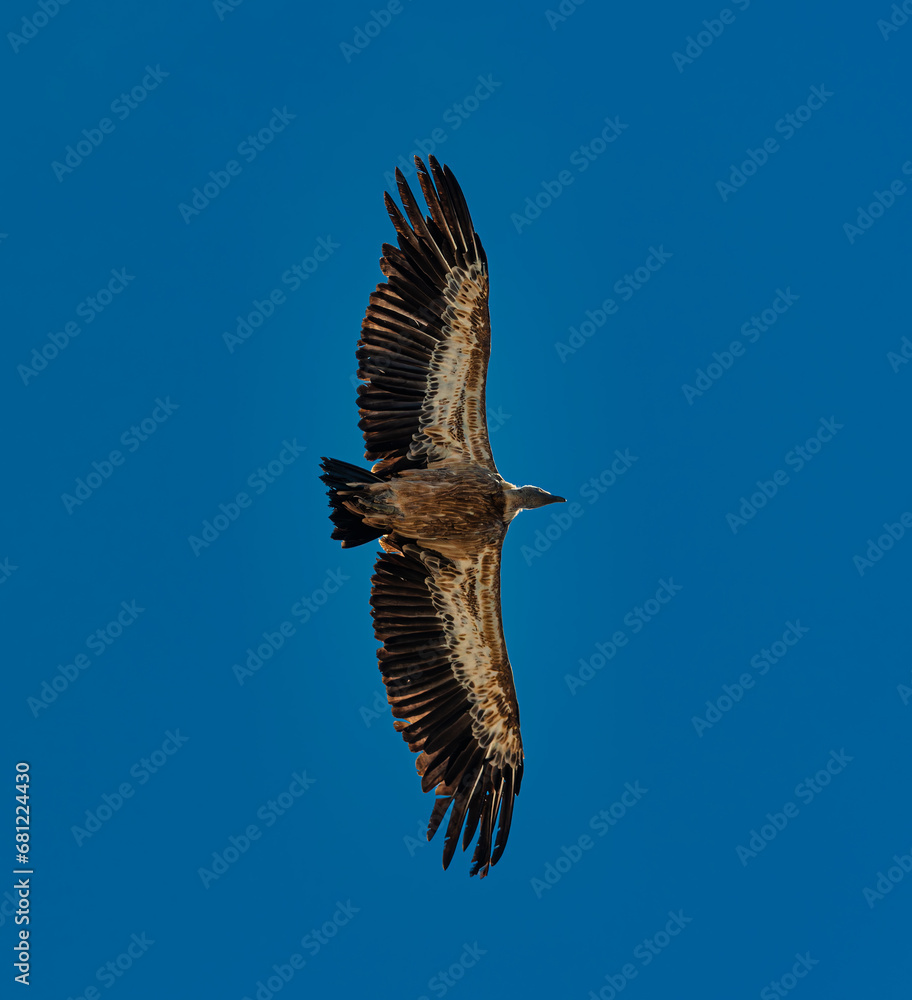 Obraz premium Griffon vulture, Gyps fulvus flying around Salto del Gitano in Monfrague National Park. Caceres, Extremadura, Spain