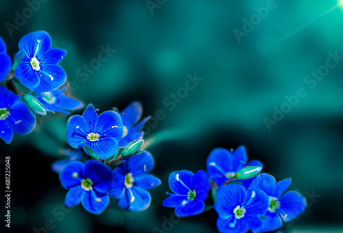 small blue flowers