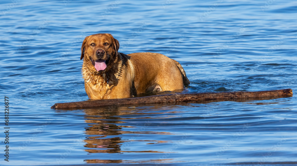 A Labrador Retriever playing in the water