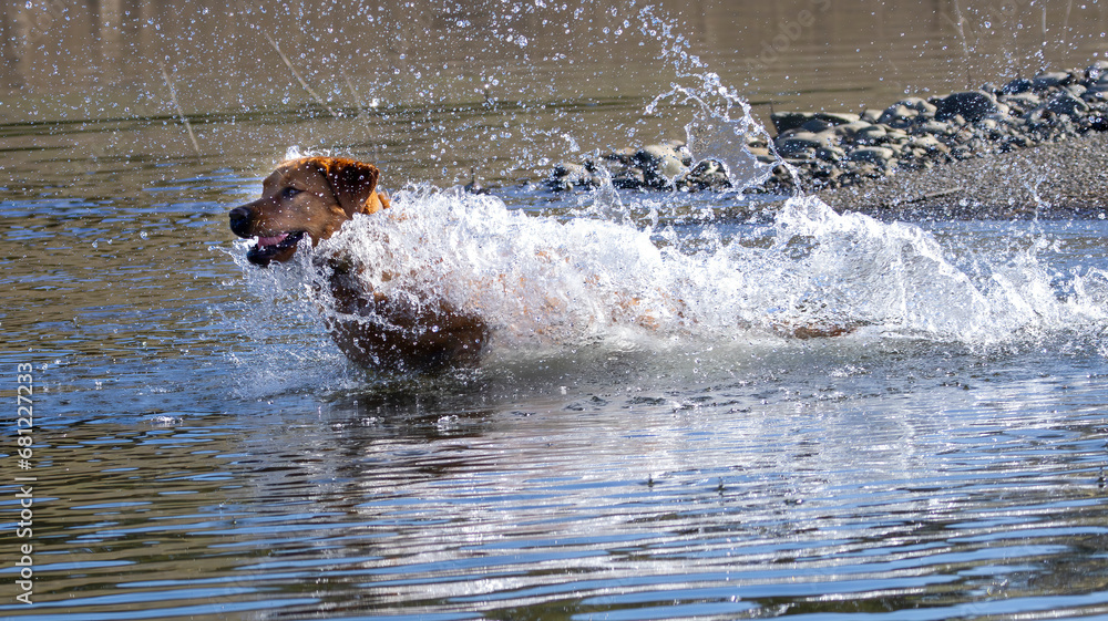 A Labrador Retriever playing in the water A Labrador Retriever playing in the water