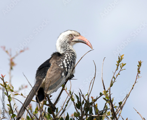 A photo of southern red billed hornbill