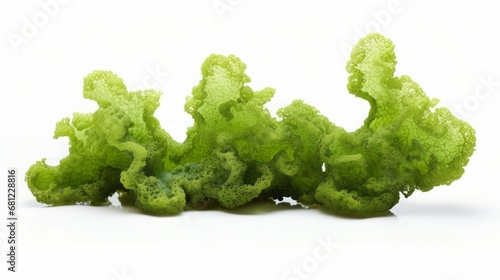 green algae isolated.