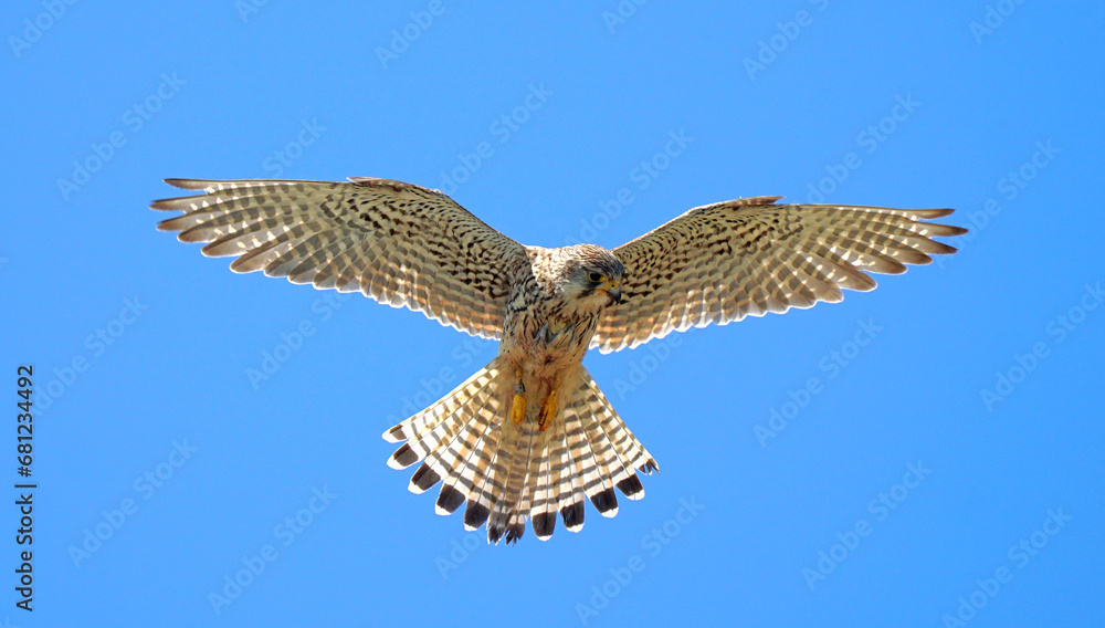 Fototapeta premium Close up of Kestrel in flight hovering