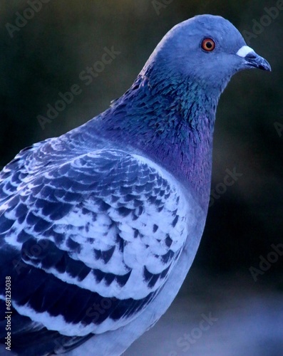 The Beauty of Purple Pigeon