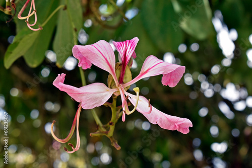 Pink orchid tree flower (Bauhinia) in Teresopolis, Rio de Janeiro, Brazil photo