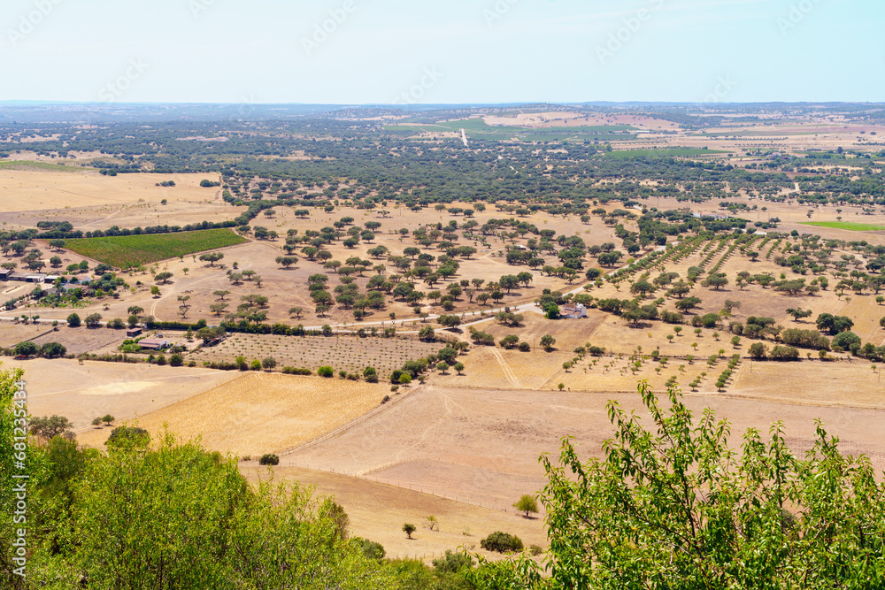 Captivating Alentejan Panorama: Portugal's Breathtaking Landscape Unveils Vast Orchards, Endless Rows of Trees, and an Infinite Horizon Beyond