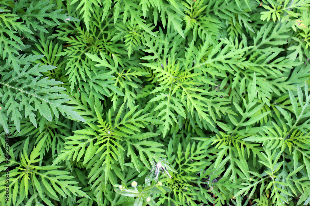 Ambrosia (Ambrosia artemisiifolia) grows in nature
