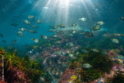 A school of fish with sunlight underwater seascape in the Atlantic ocean (white seabream fish), natural scene, Spain, Galicia, Rias Baixas © dam