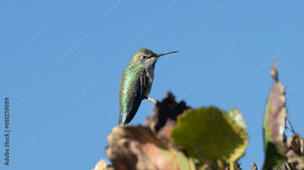 Fototapeta premium An Ana’s Hummingbird taking its place on a branch