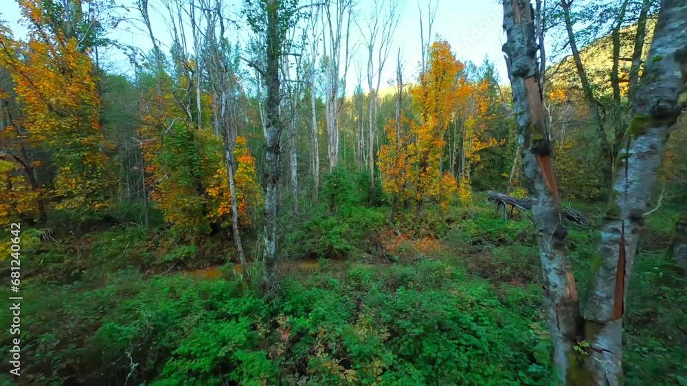 Smooth flight between the trees close to branches in the mystical autumn forest. Smooth flight between the trees close to branches in the mystical autumn forest.