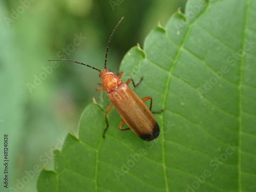 Soldier Beetle (Cantharidae) on leaf photo