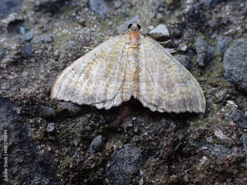 Yellow Shell Moth (Camptogramma bilineata) photo