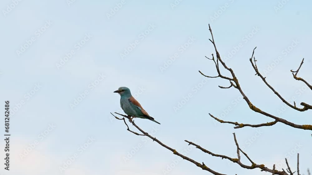 European Roller Coracias Garrulus in the wild. European Roller Coracias Garrulus in the wild.