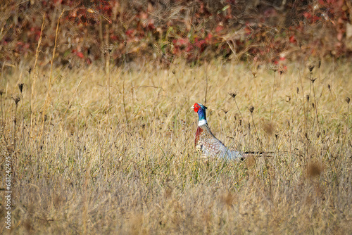 Autumn Pheasant (2023) photo