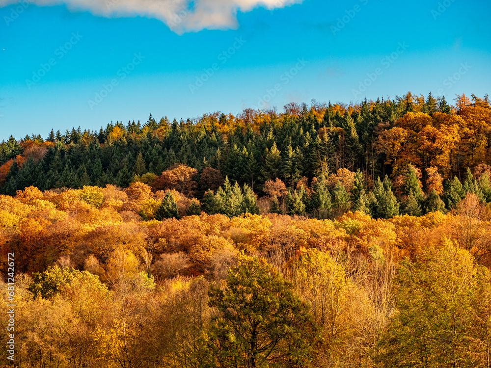 Fototapeta premium Herbstwald