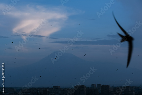 Ararat and seagull in flight