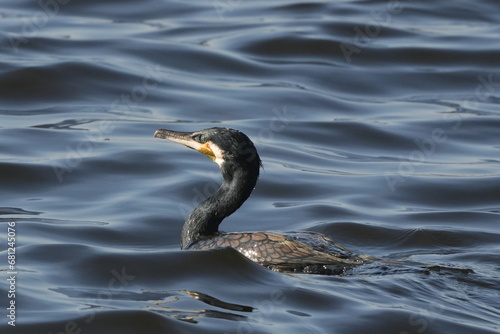 cormorant is hunting a fish