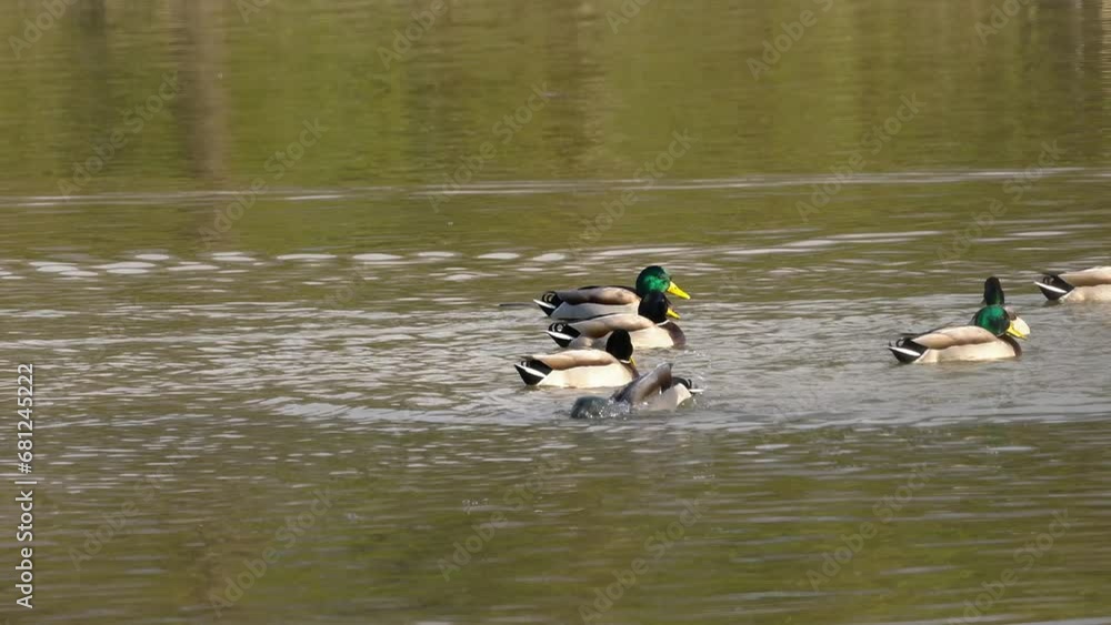 Mallard, Wild Duck in natural ambient, group (Anas Platyrhynchos) - (4K) Mallard, Wild Duck in natural ambient, group (Anas Platyrhynchos) - (4K)