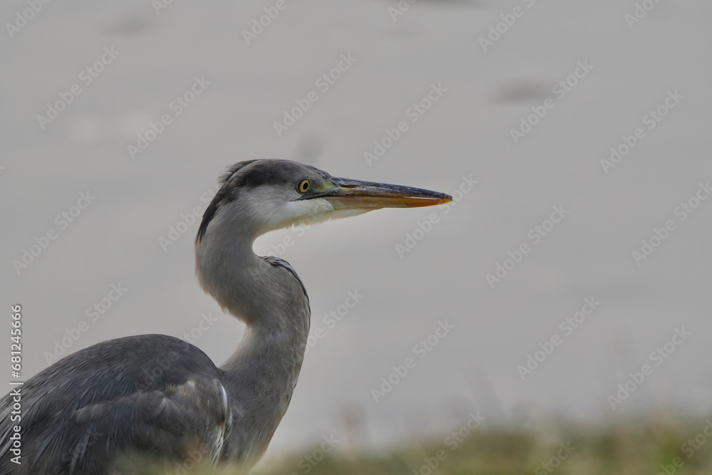 grey heron in a field grey heron in a field