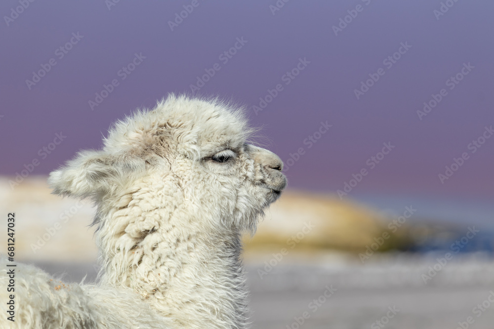 White alpaca in profile, Bolivia.