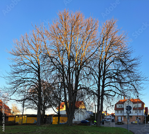 Baumgruppe ohne Laub im Winter, vor strahlend blauem Himmel. 
Die Krone wird oben von der Sonne beschienen,  unten liegen die Stämme im Schatten. Im Hintergrund eine Straße mit Häusern.  photo