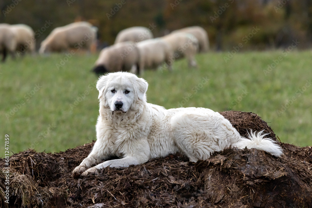 A Maremma guardian sheepdog sitting on a muck heap.