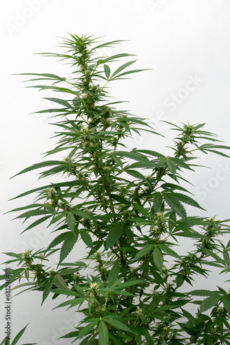 Fototapeta Naklejka Na Ścianę i Meble -  Cannabis plant on a white background