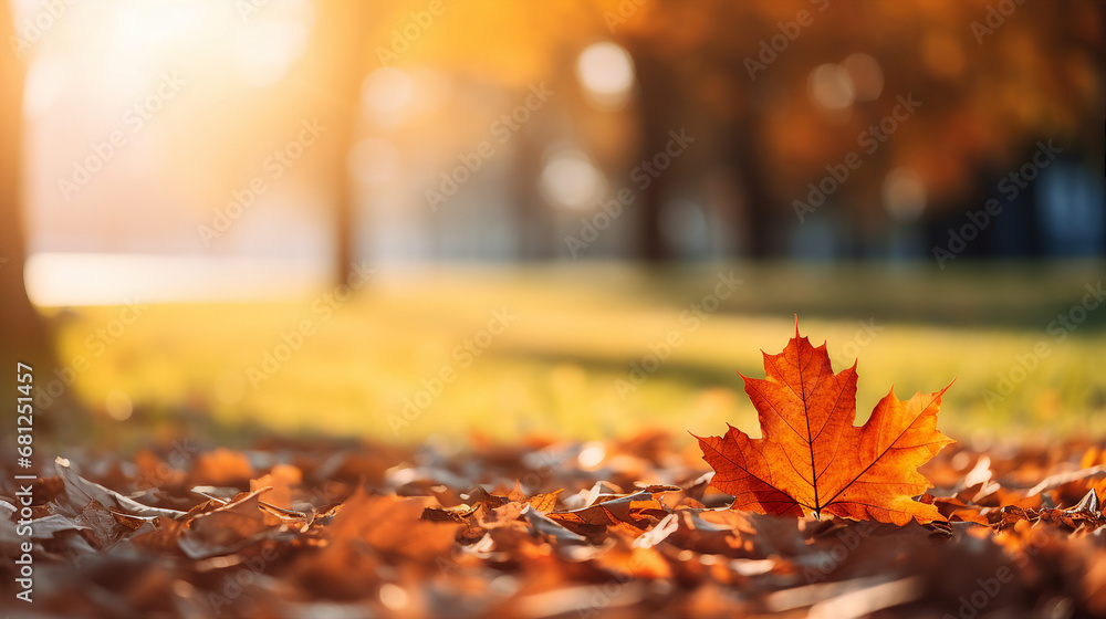 A single maple leaf on the ground with autumn leaves and sunlight in the background