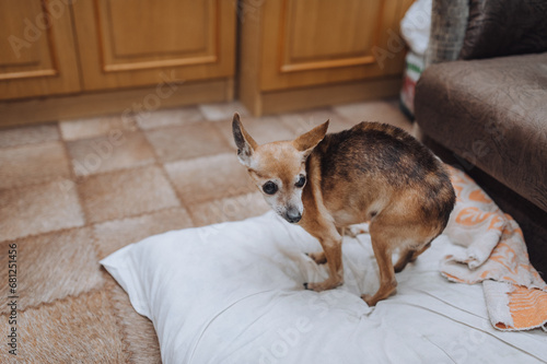 An old pitiful little blind sick thin purebred brown dog toy terrier, chihuahua stands bent, hunched over in a room at home. Photo of an animal indoors.