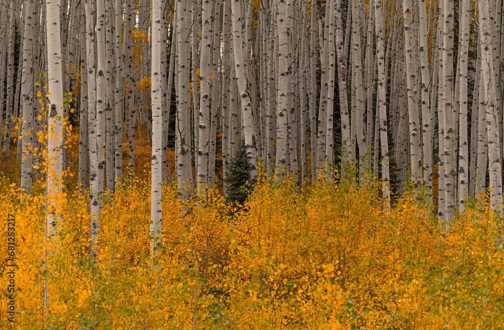 Fototapeta premium Beautiful Autumn Aspen forest with tall white trees in Colorado. Yellow leaves and golden changing foliage colors.