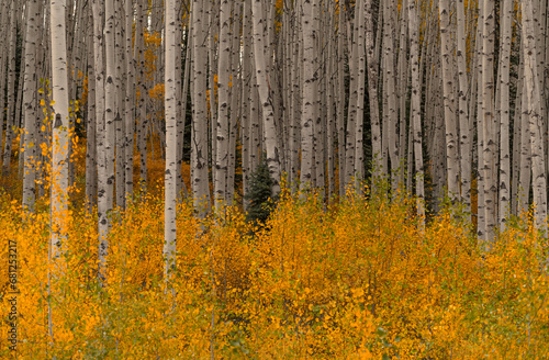 Beautiful Autumn Aspen forest with tall white trees in Colorado. Yellow leaves and golden changing foliage colors.