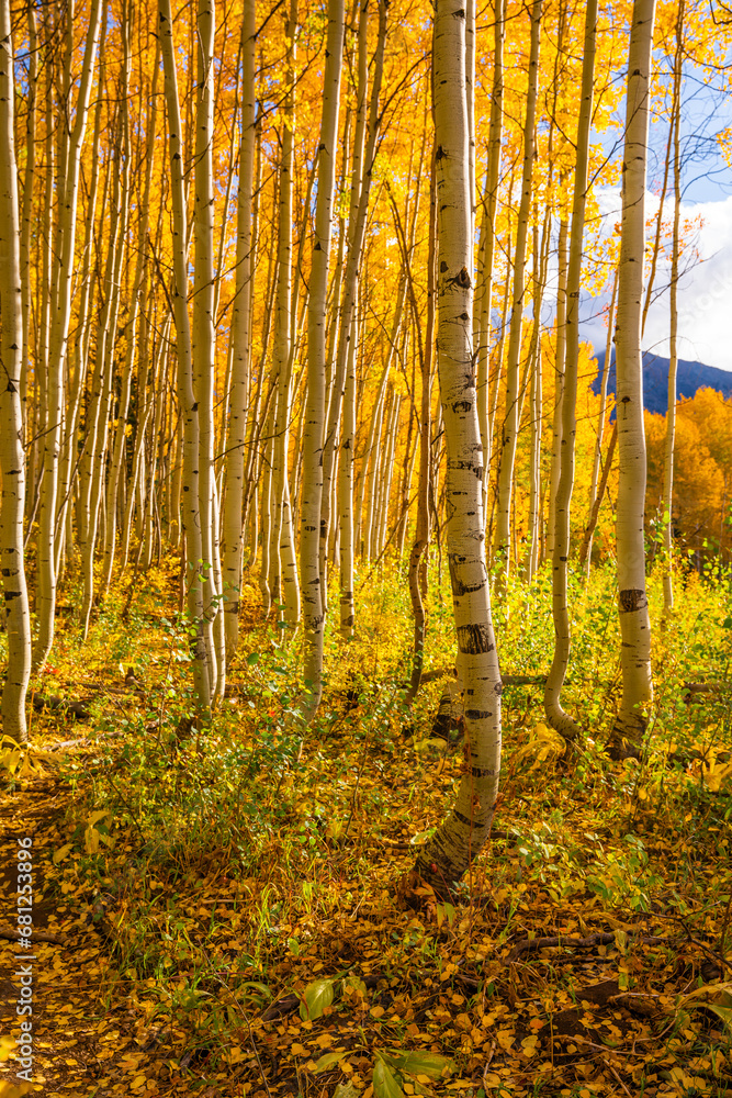 Naklejka premium Curved yellow Aspen trees in Colorado Forest. Wide view of warm sunlight in Autumn Fall season. Leaves scattered across forest floor.