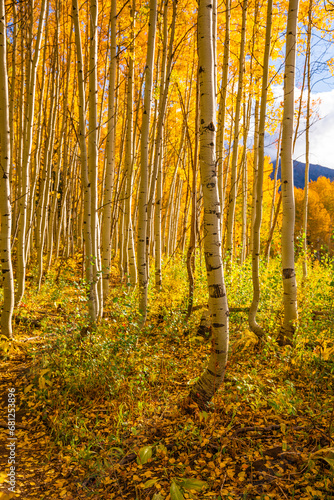 Curved yellow Aspen trees in Colorado Forest. Wide view of warm sunlight in Autumn Fall season. Leaves scattered across forest floor.