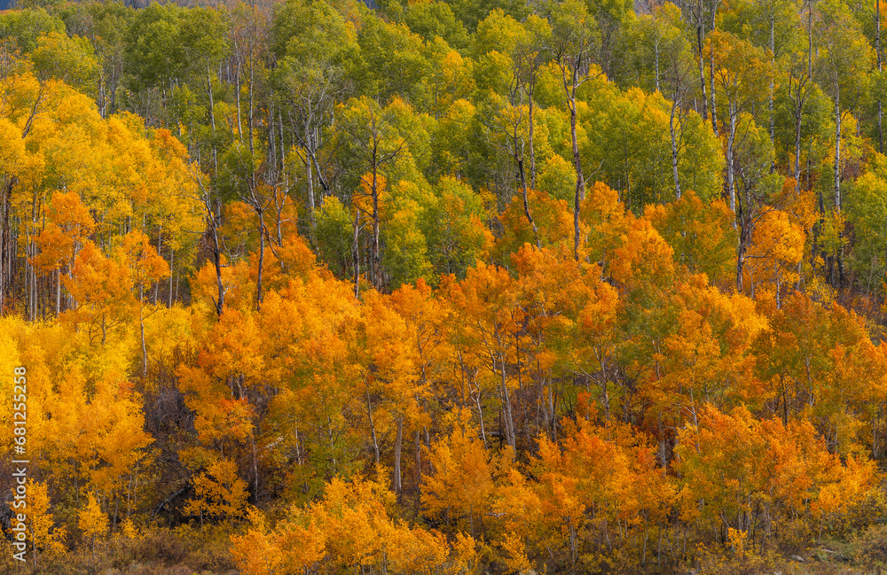 Beautiful Autumn forest scenery of green and yellow aspen trees in Kebler Pass, Colorado.