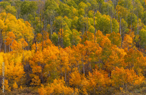 Beautiful Autumn forest scenery of green and yellow aspen trees in Kebler Pass, Colorado.