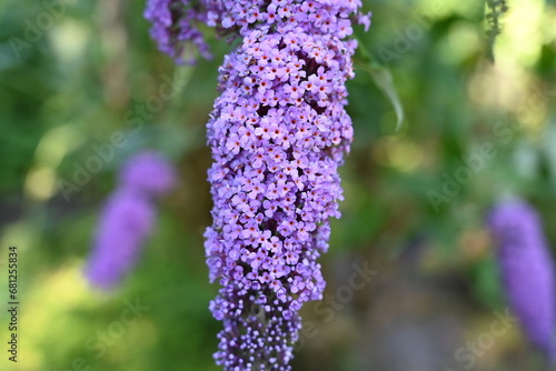 Violet butterfly bushes (buddleja) closeup