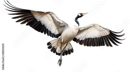 a red-crowned crane (Grus japonensis) in-flight, 3/4 view in a PNG, Nature-themed, isolated, and transparent photorealistic illustration Generative ai