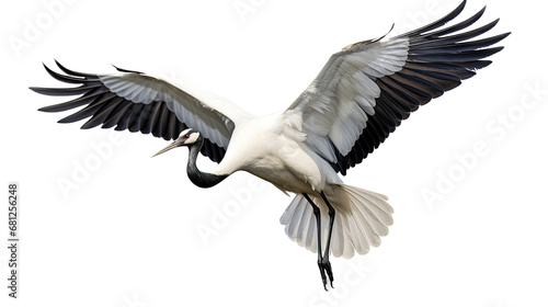 a red-crowned crane (Grus japonensis) in-flight, 3/4 view in a PNG, Nature-themed, isolated, and transparent photorealistic illustration Generative ai photo