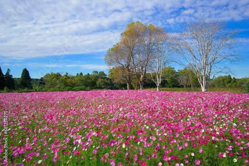 Wallpaper Mural 鮮やかなコスモス畑　秋元牧場 Torontodigital.ca