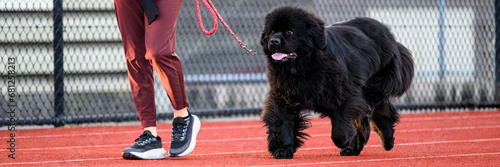 Woman walking a large black Newfoundland dog on a school track
 photo