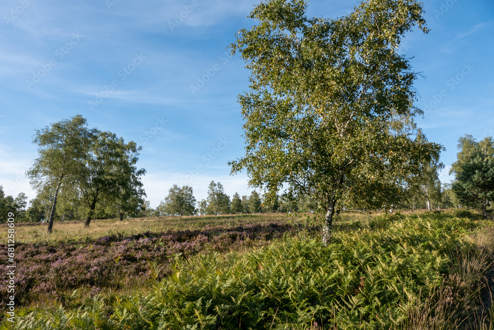 Obraz premium Heidelandschaft NSG Struffelt